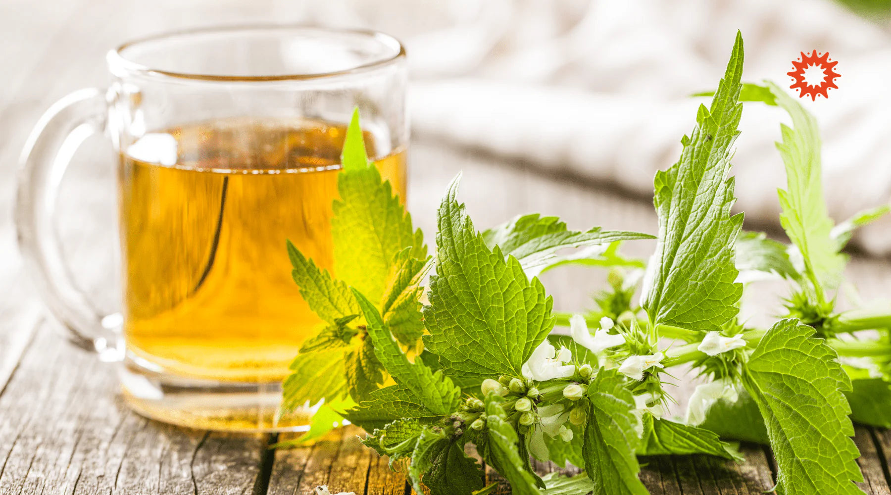Tisane Ortie : Bienfaits et vertus naturels de l'infusion