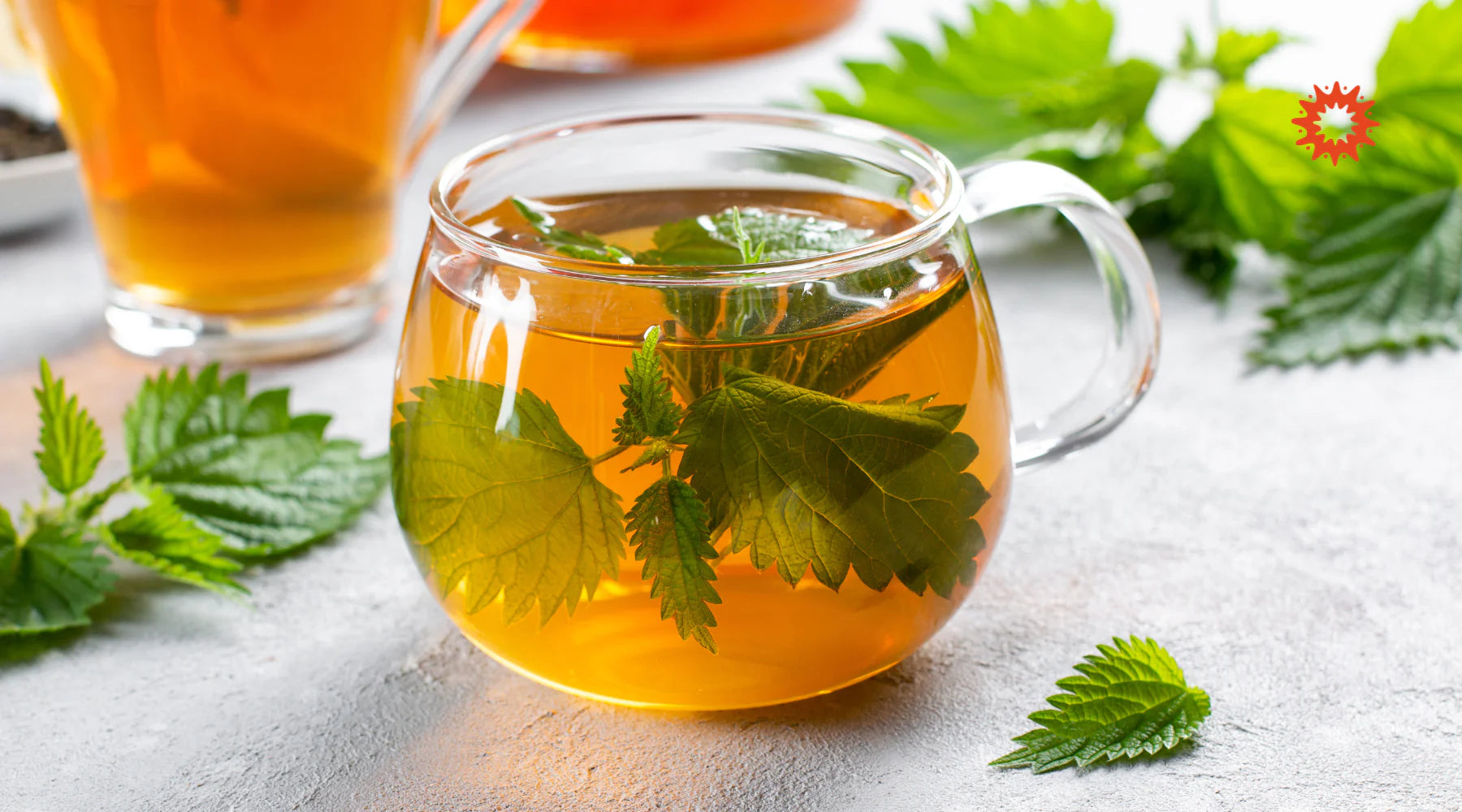 Tisane d'Ortie : Danger, effets secondaires et indésirables