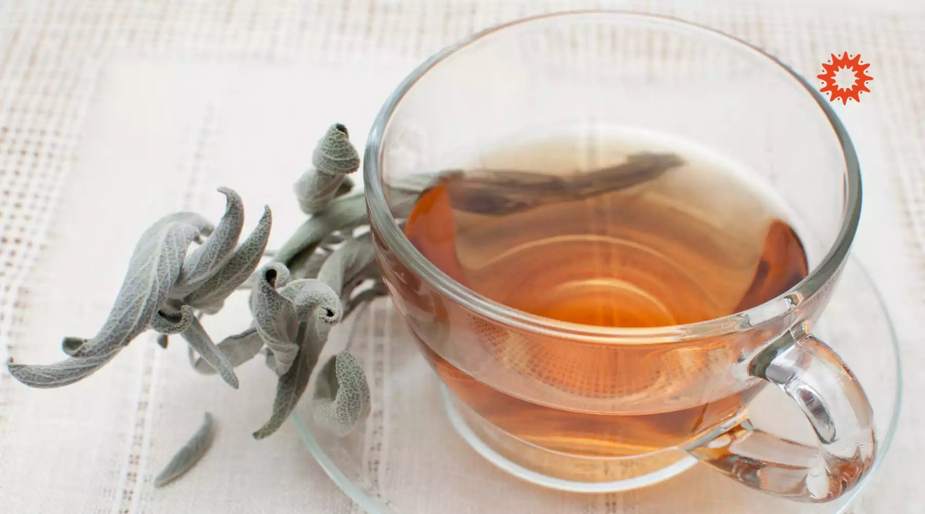 Tisane de Sauge Officinale : Dangers, contre-indications et effets secondaires
