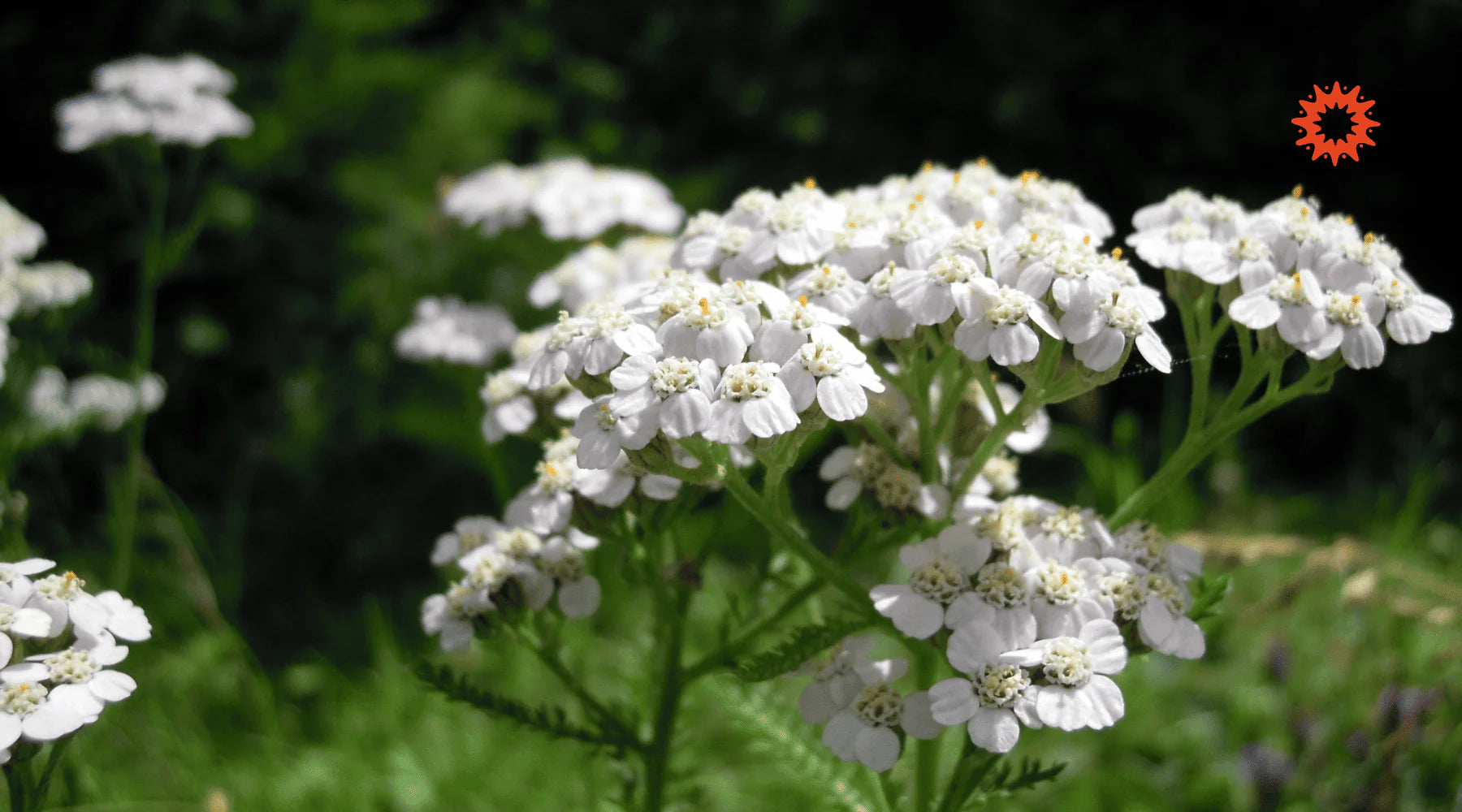 Tisane d'Achillée Millefeuille : Vertus, bienfaits et recettes