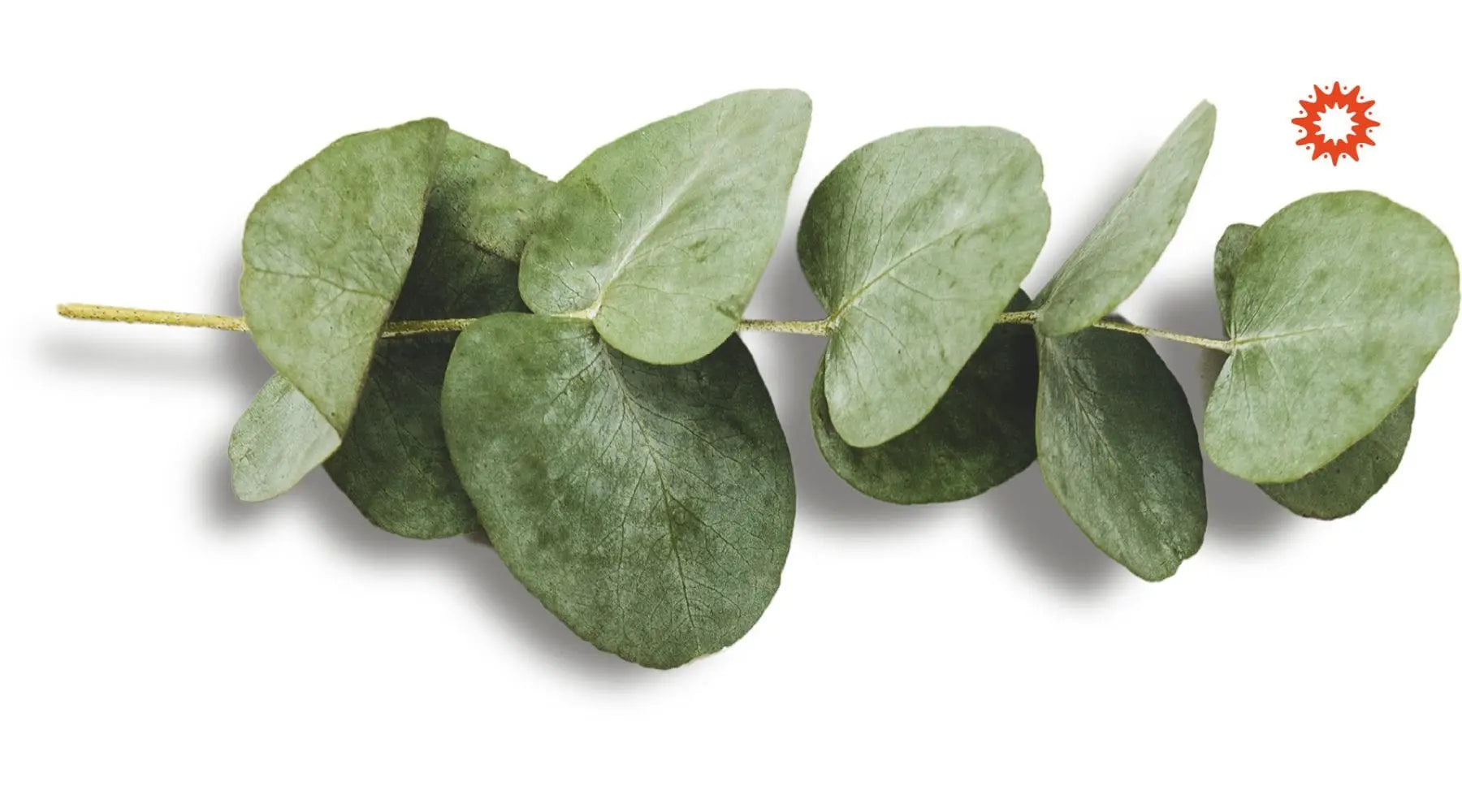 Tisane eucalyptus : Recette, bienfaits, propriétés et dangers
