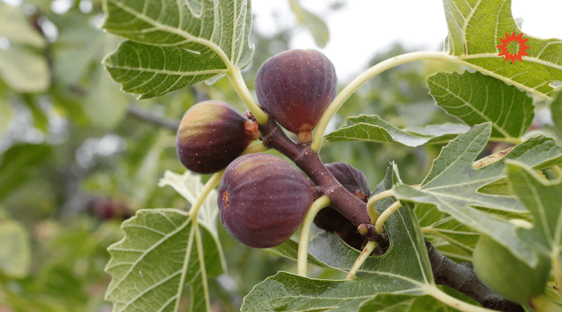 Tisane feuille de figuier : Bienfaits, recettes et dangers