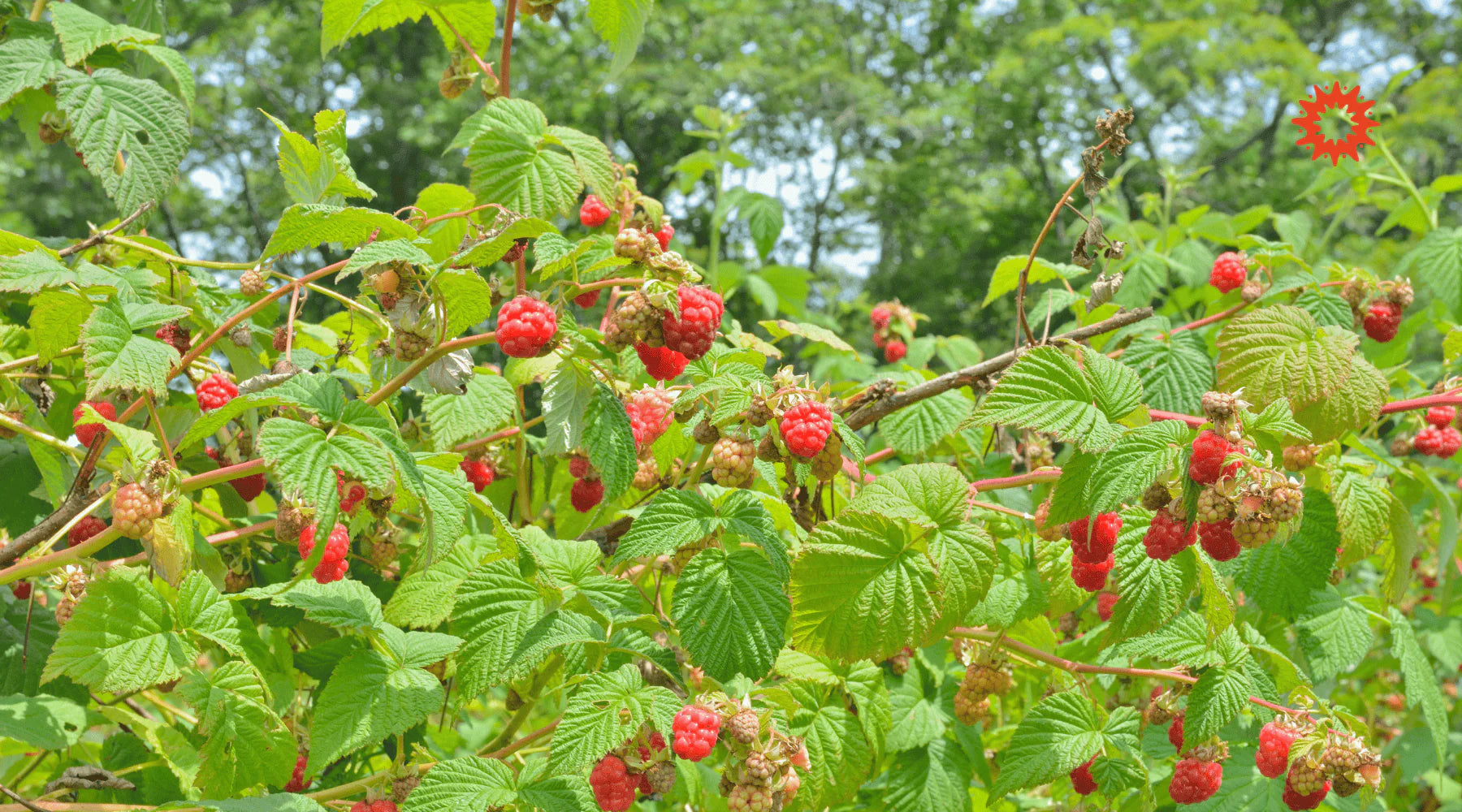 Tisane de feuilles de framboisier pour la grossesse et l'accouchement