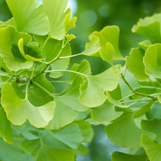 Ginkgo