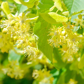Fleurs de tileul