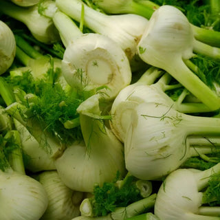 Fenouil